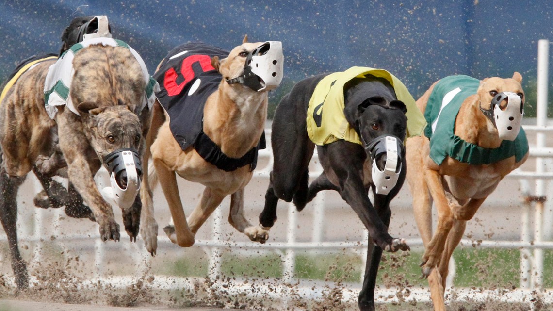 why did they ban dog racing in florida