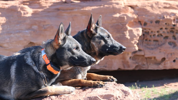 Will Covid-19 sniffing dogs allow fans back into sporting events