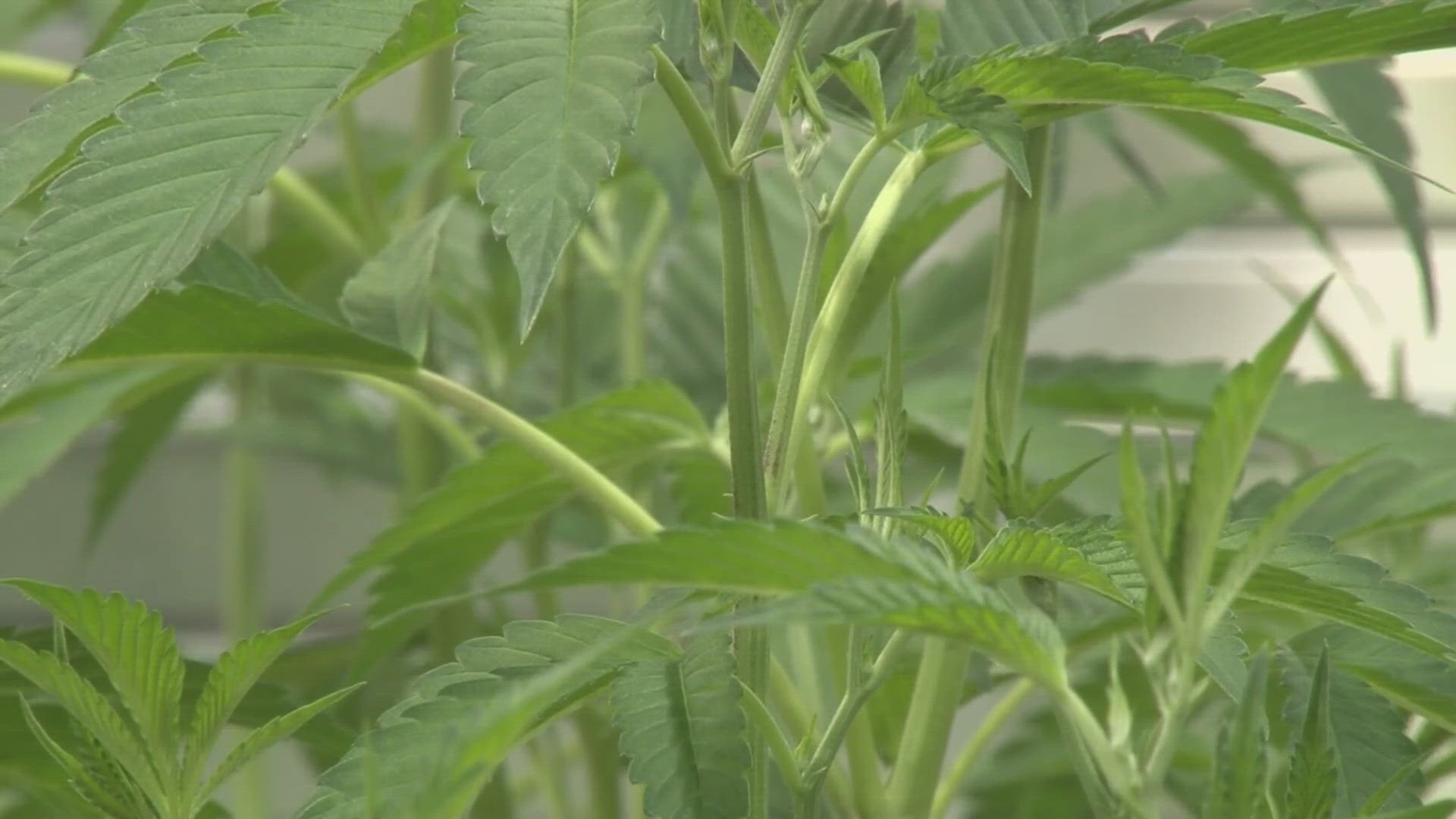 firstcoastnews.com - Terry Gilliam - Long time coming': Legal experts, industry insiders weigh on impacts of marijuana classification