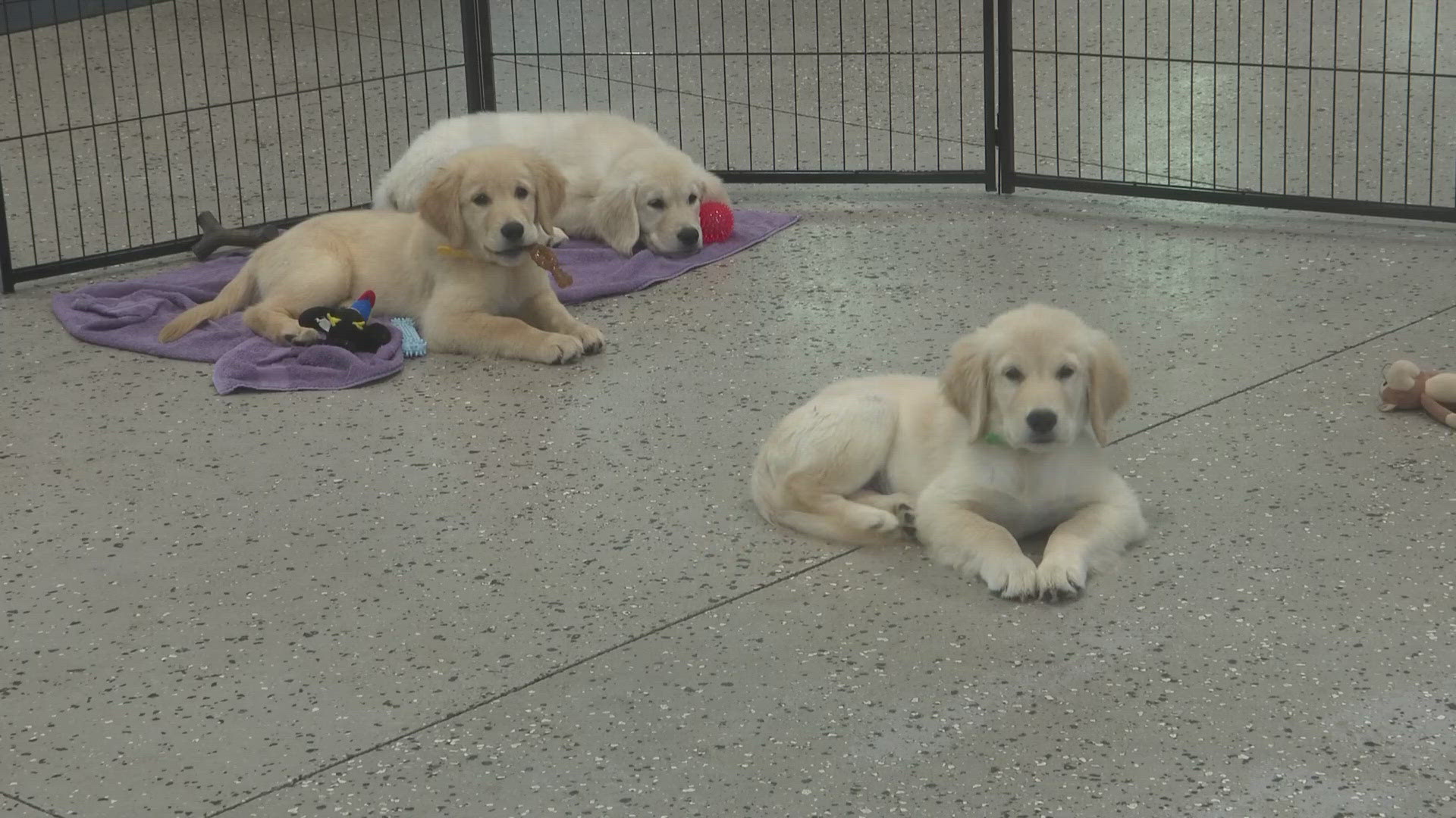 Puppy Cam! First Coast News partners with K9s For Warriors to partner service dogs with veterans in need. 