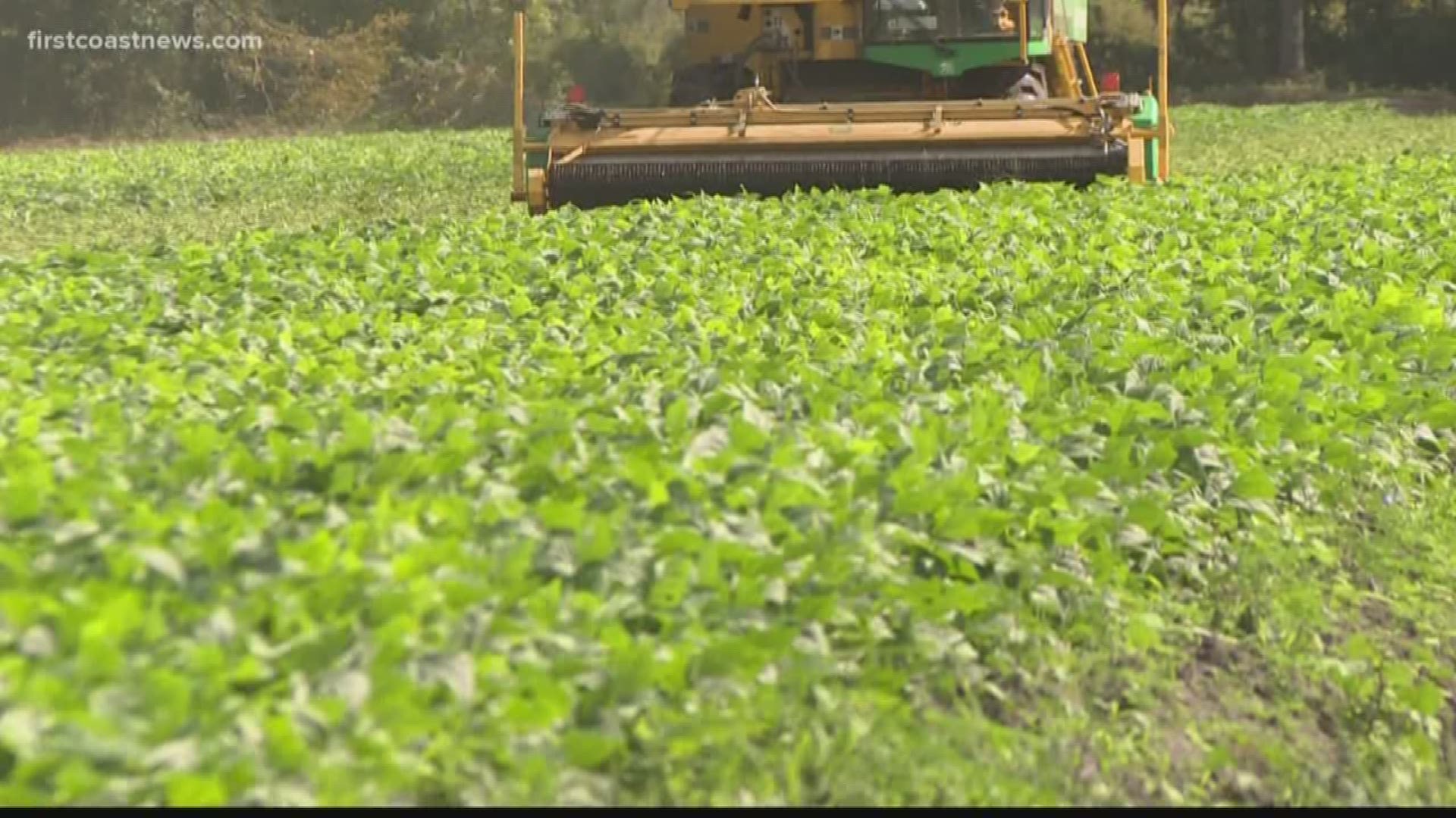 First Coast News follows a farmer for a year.  This fall, it's green bean harvest time.