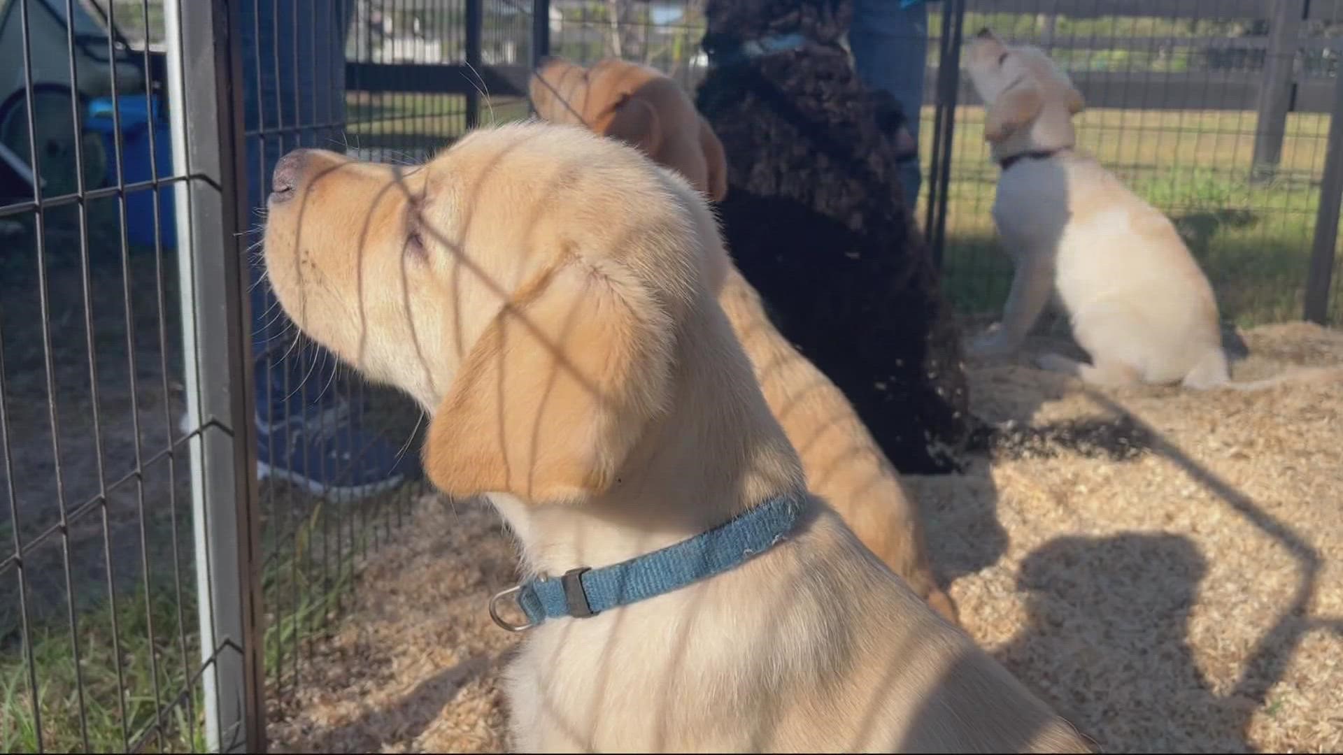 Before the dogs become service animals for veterans, they are raised by volunteers.