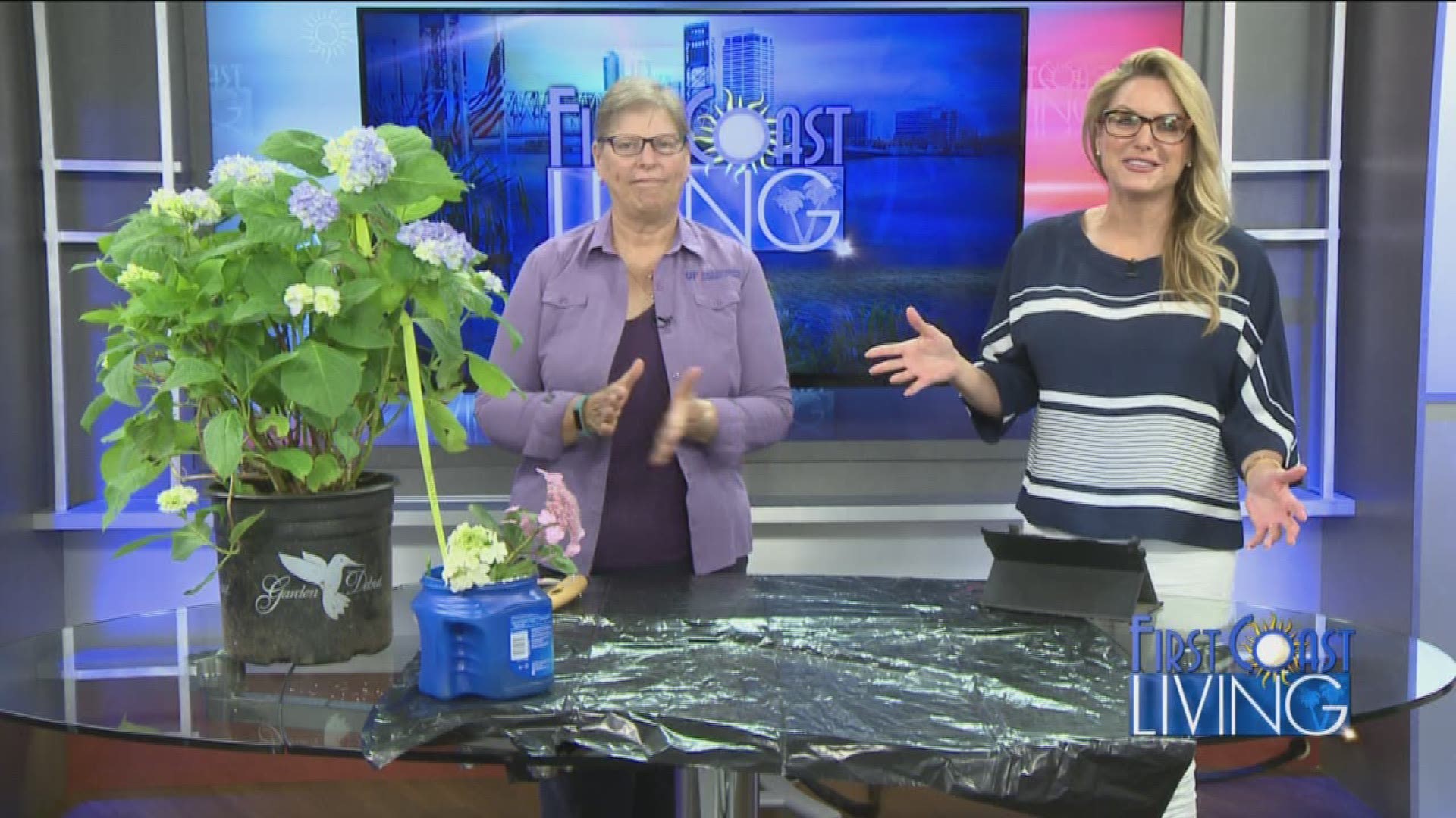 Rebecca Is Back, Teaching How to Care for Your Hydrangeas