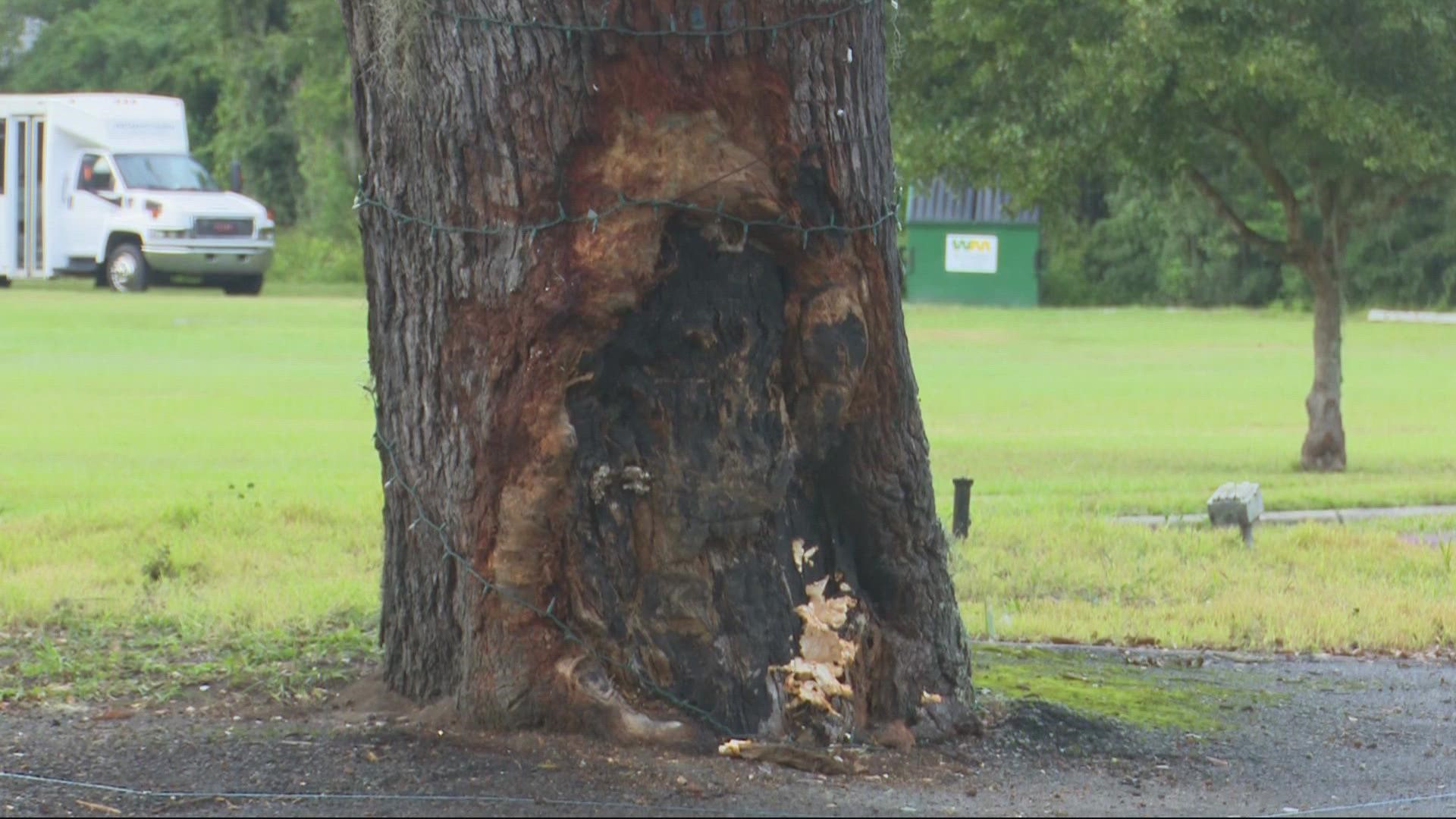 Local law enforcement are looking to save tree that keeps getting crashed into.