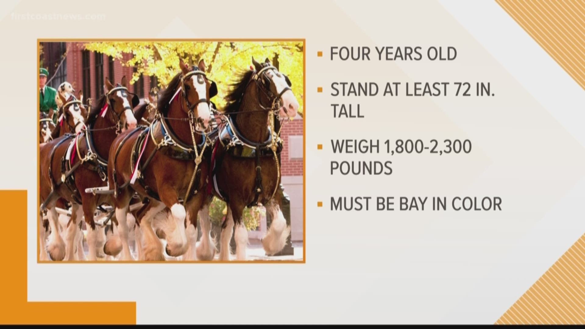 Budweiser Clydesdale have to meet certain criteria to even be considered!