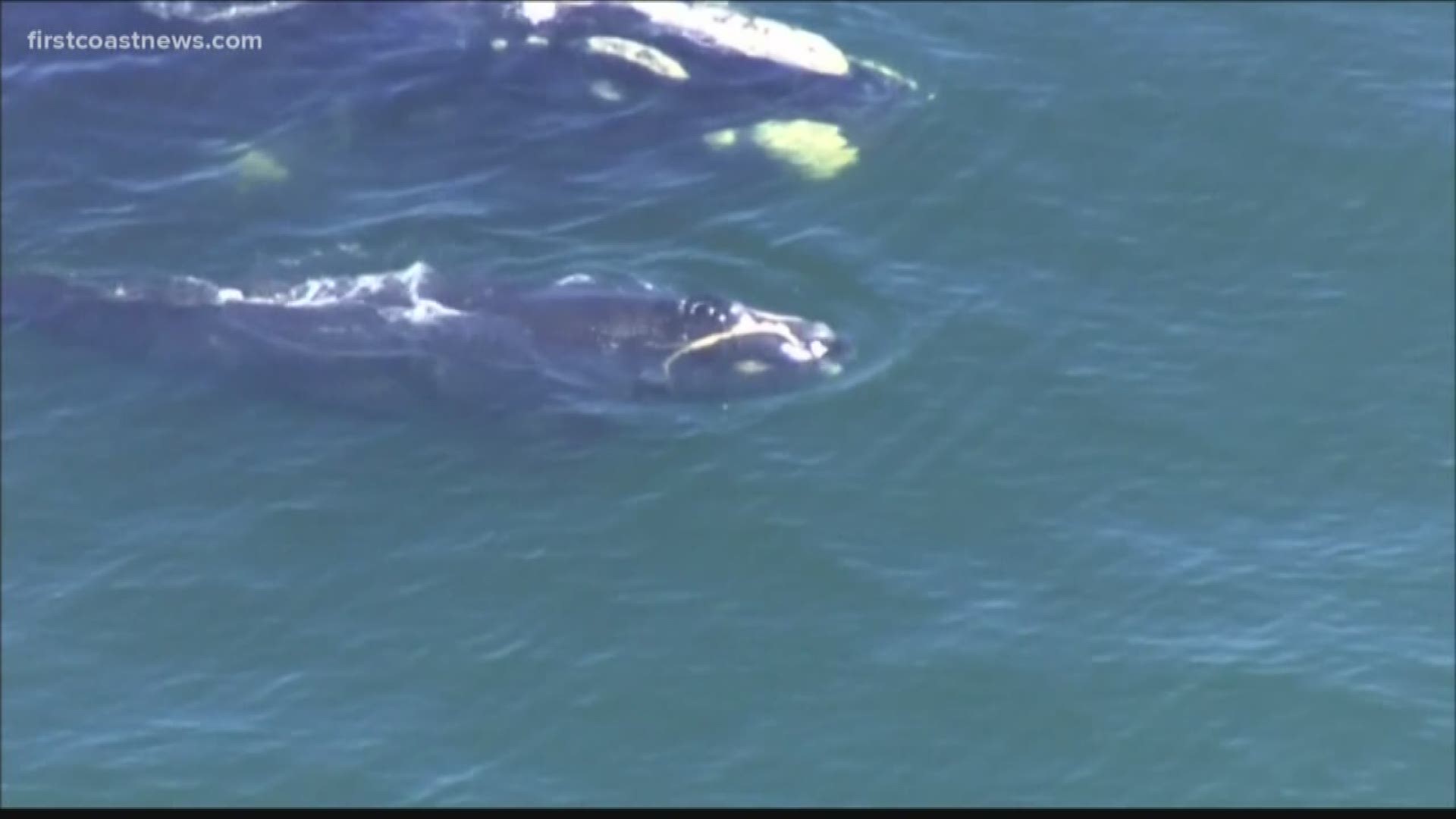 In the last week and a half, several right whales have been spotted off of South Carolina, Georgia, and Florida.