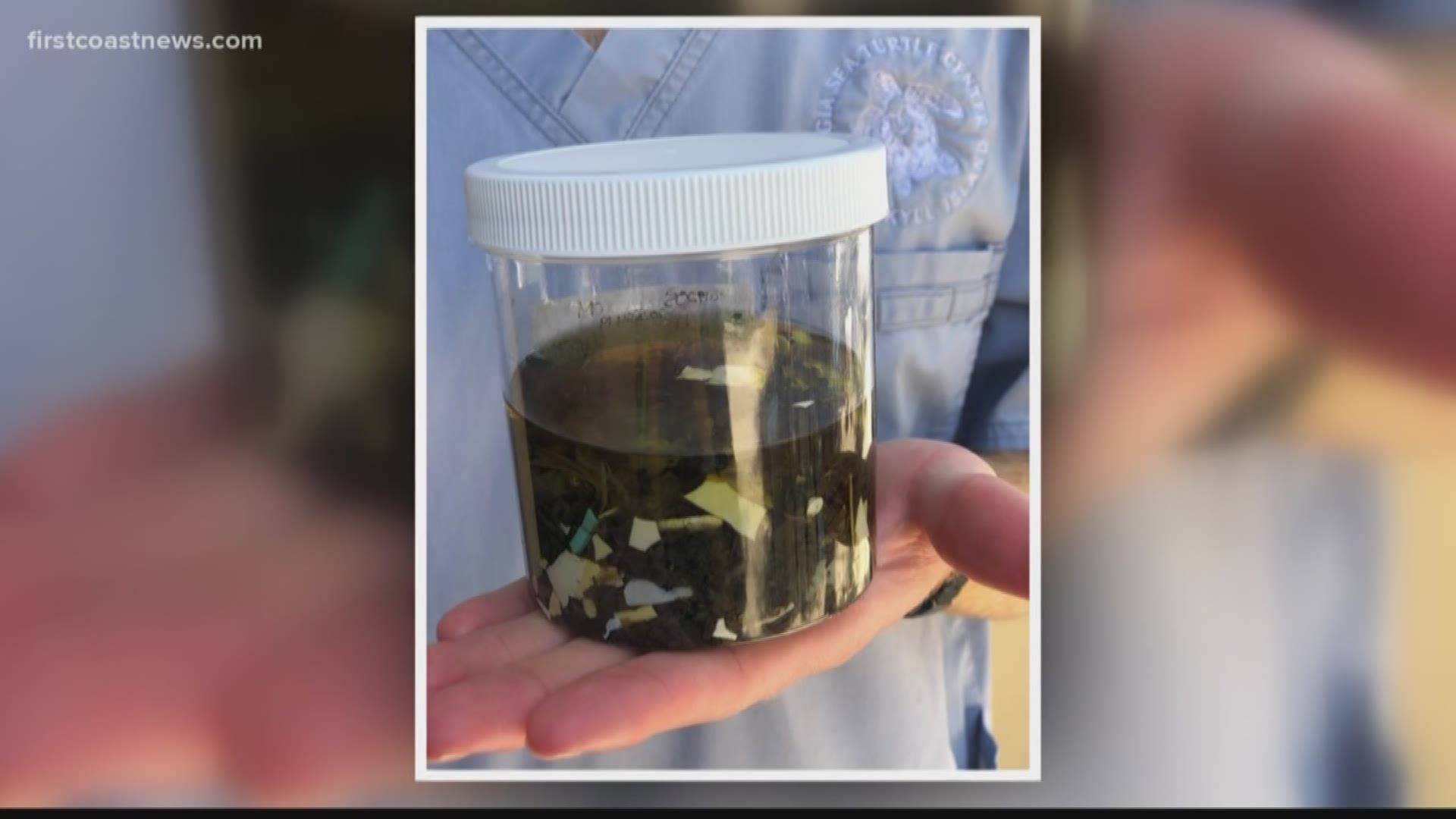 During a necropsy of the turtle at the sea turtle hospital in Jekyll Island, biologists found all kinds of man-made objects in the animal that it had eaten.