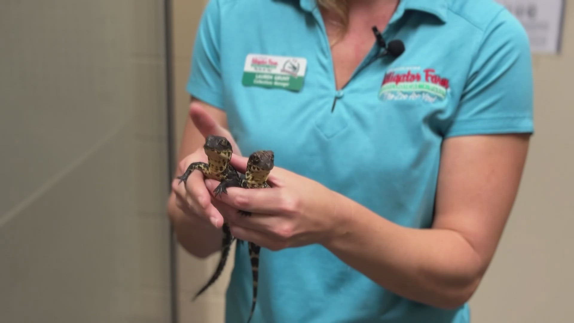 The St. Augustine Alligator Farm welcomed the seven new additions last week.