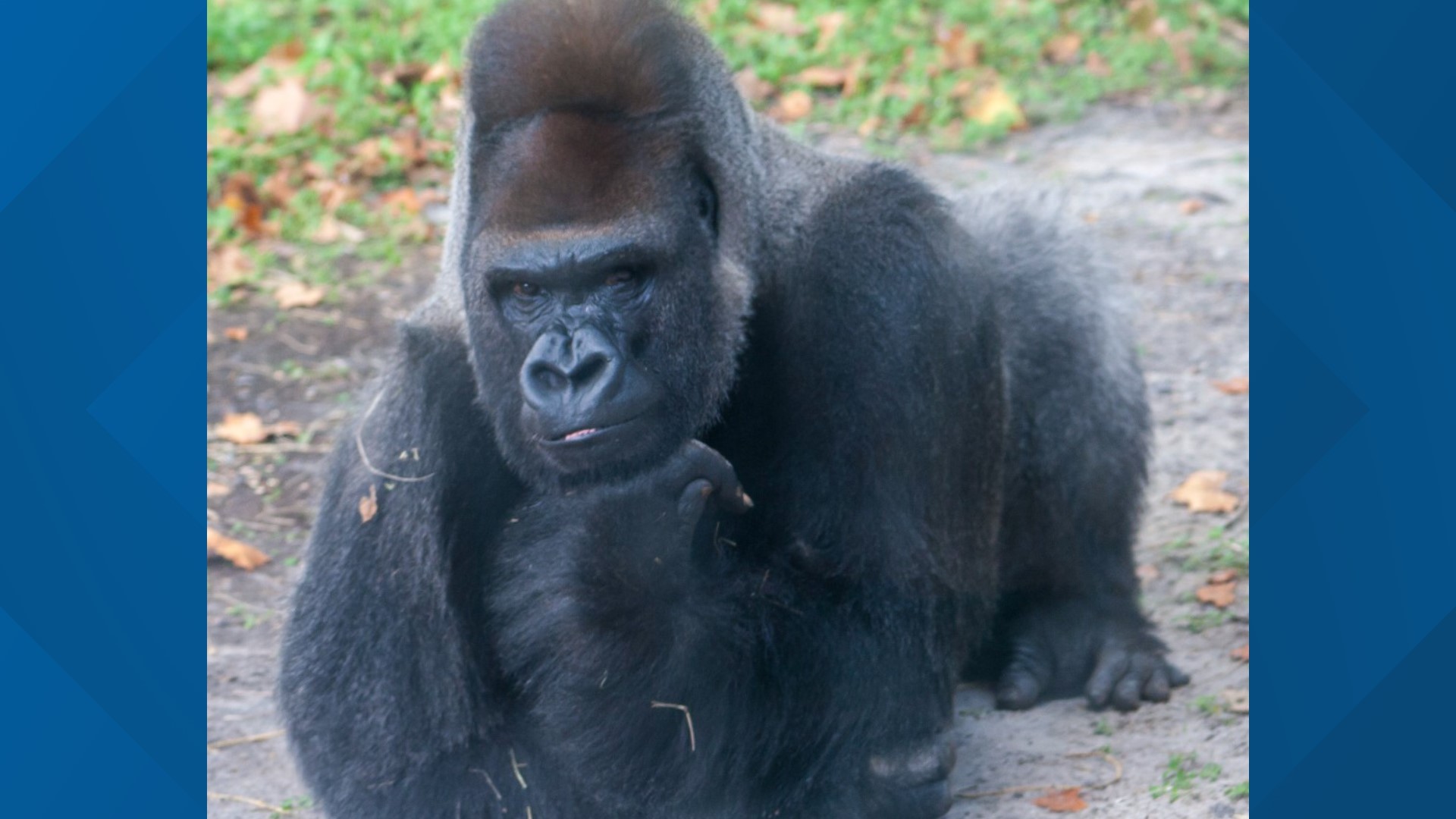 Jacksonville Zoo and Gardens mourns gorilla