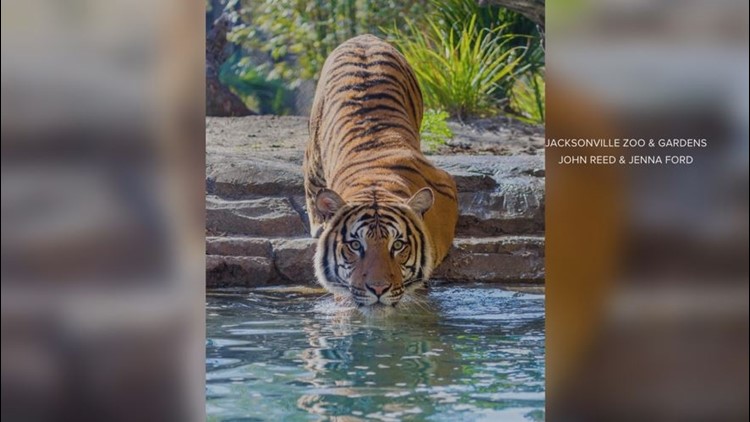 The Buzz: Jacksonville Zoo nominated for USA Today 10 Best Zoo Exhibit