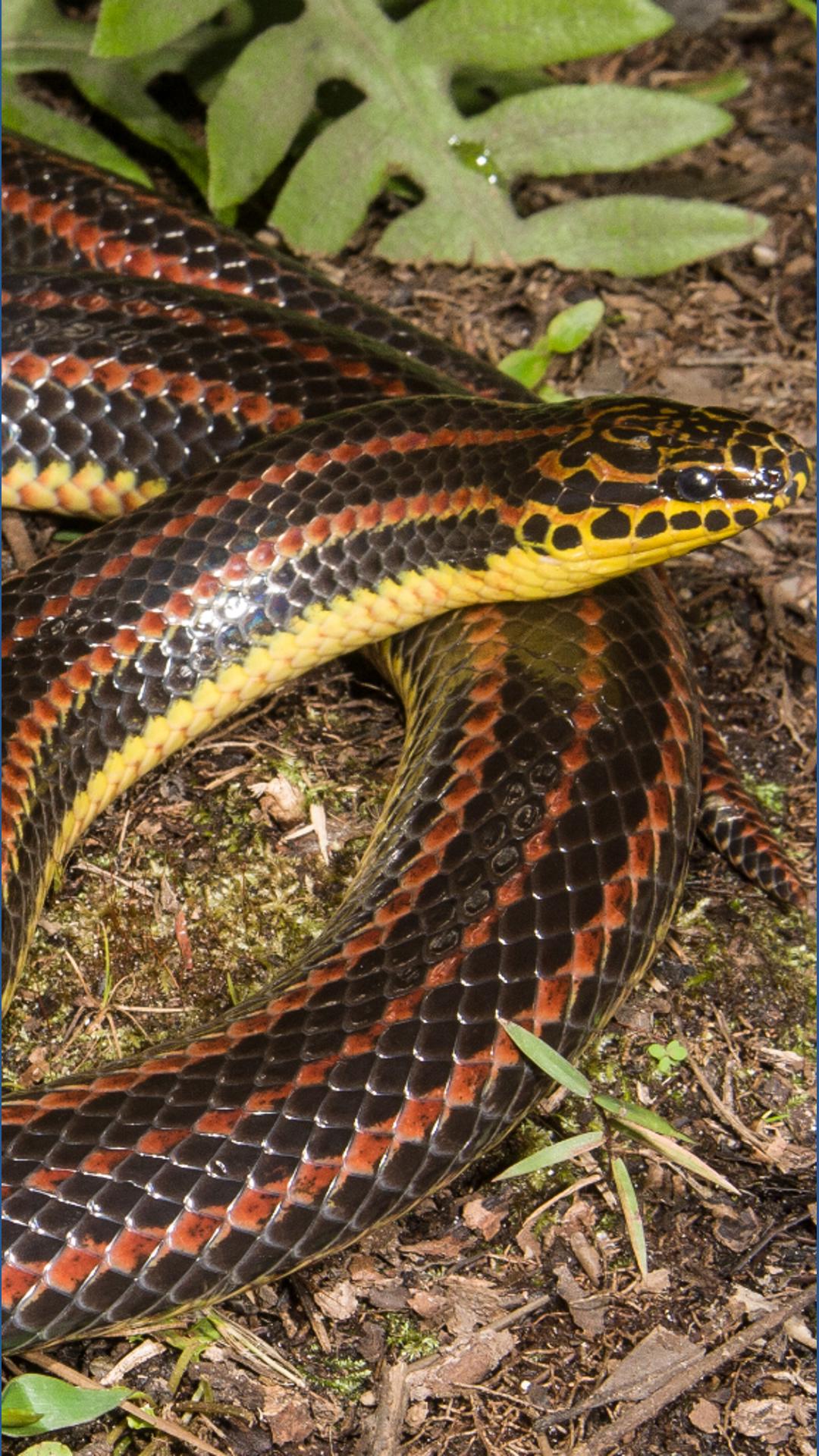 FWC asks support in rare rainbow snake sightings | firstcoastnews.com