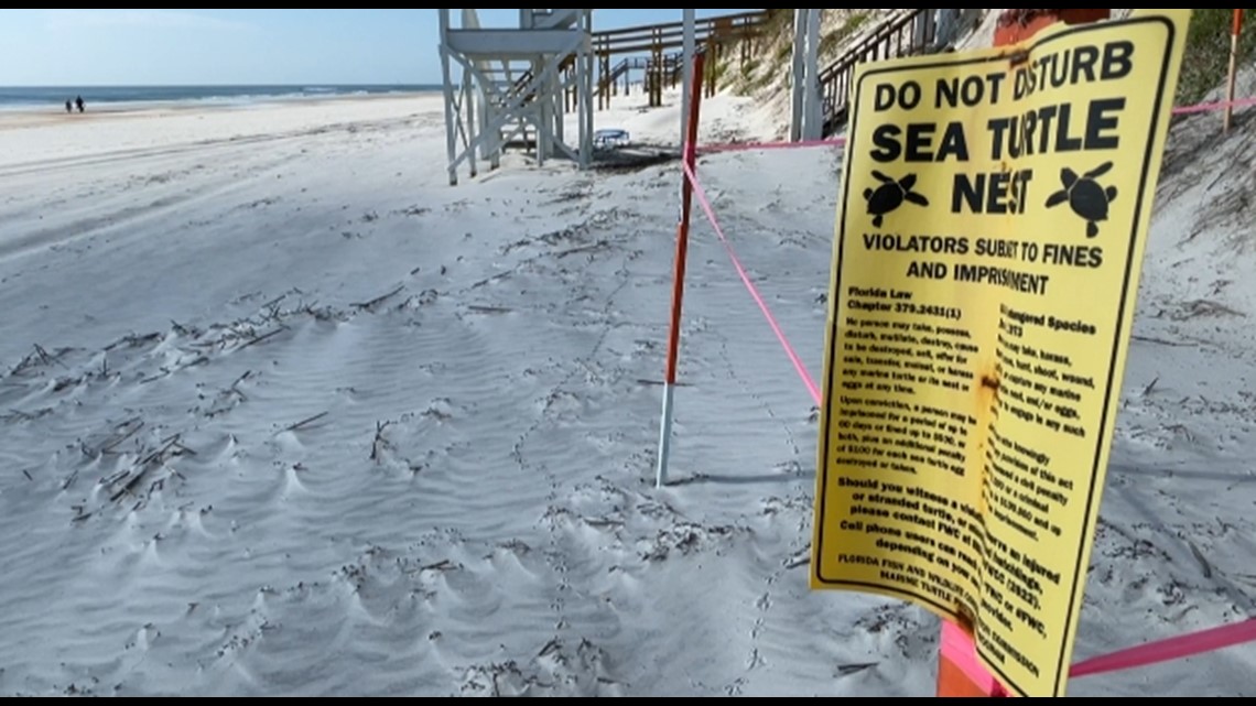 Protecting sea turtle nests during expansive dune enhancement projects - Vimarsana News