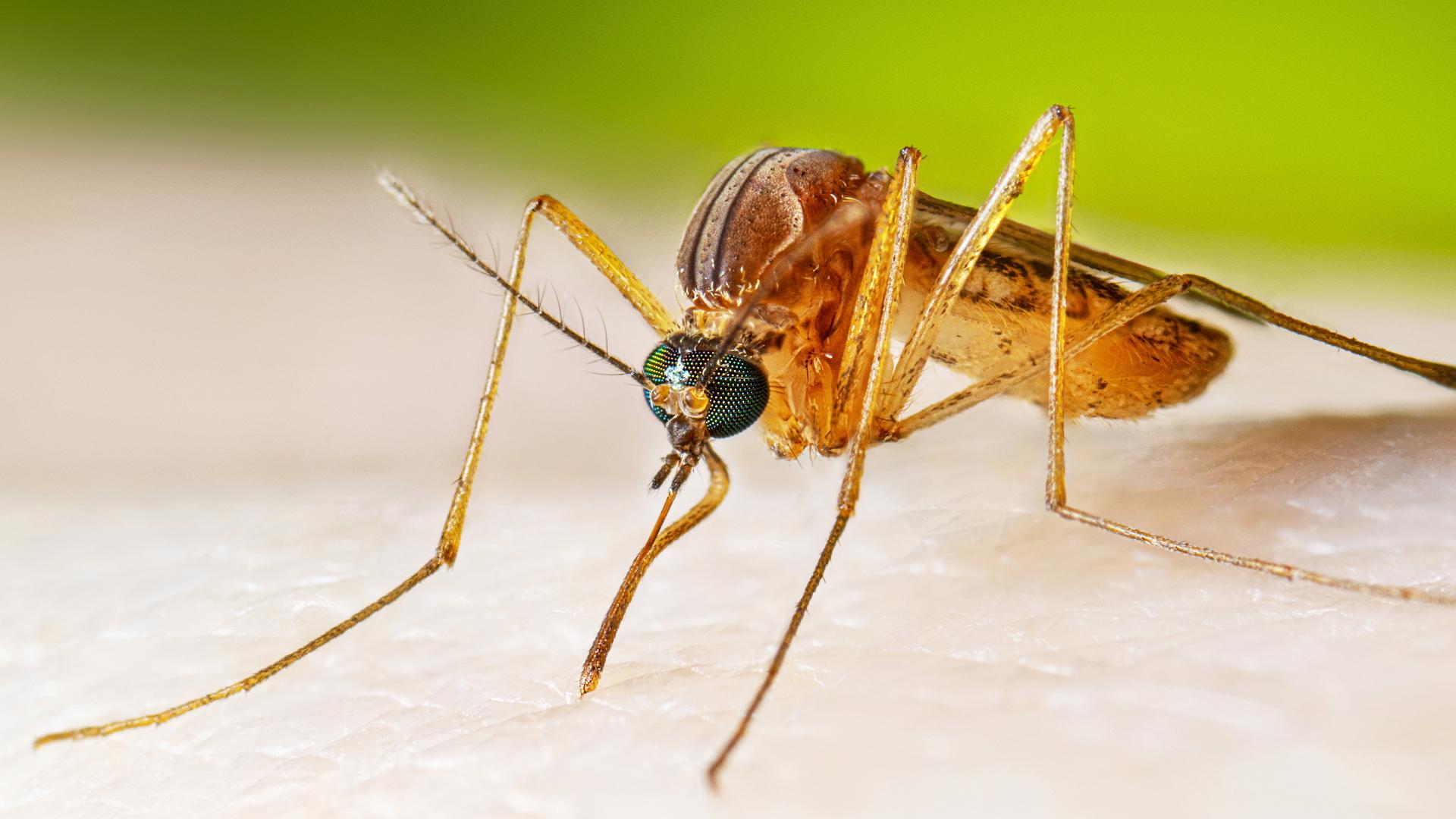 Department of Health reports human West Nile Virus case in Duval County ...