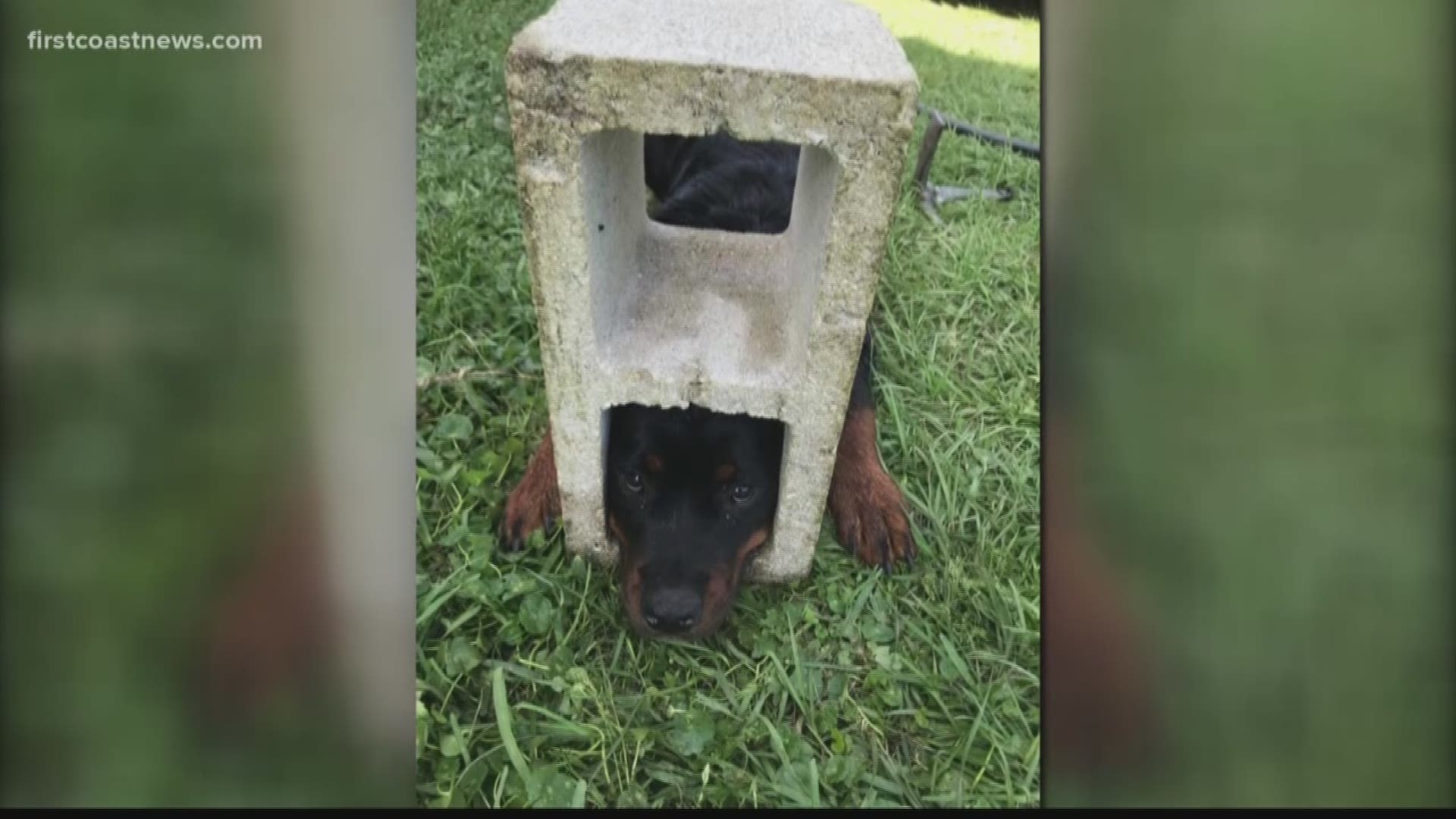 Firefighters said a resident returned to her home in Hastings where she found her 6-month-old puppy, Fifi, stuck with her head wedged inside one of the holes of the block.