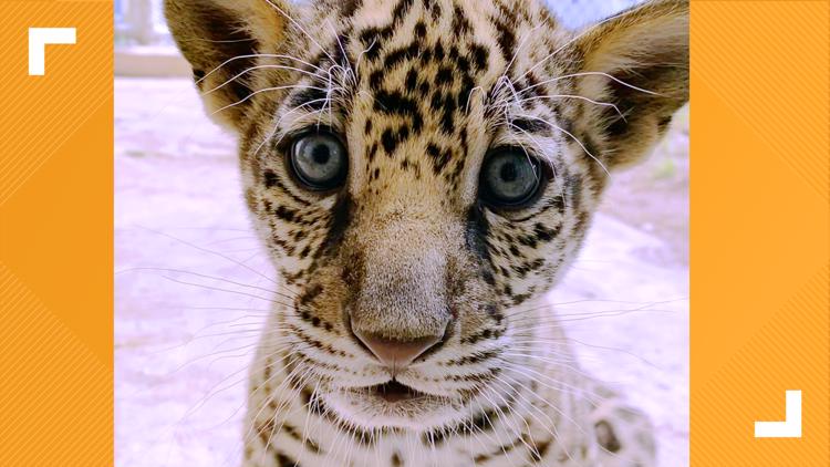 Baby jaguar named Banks at zoo