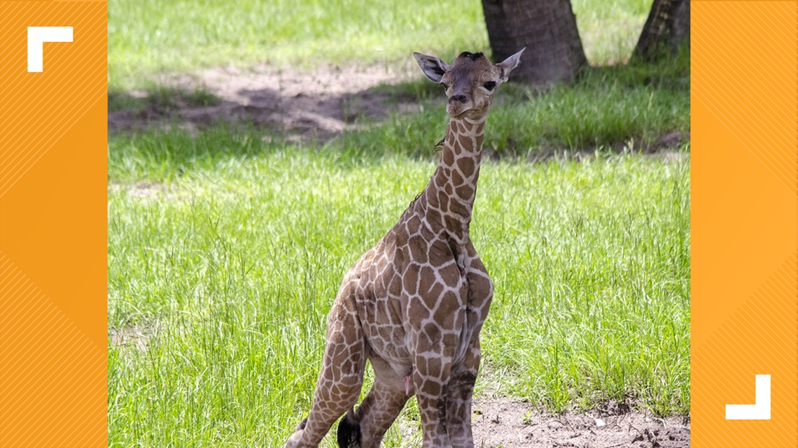 New Jaguars cub at Jacksonville Zoo selects Jags as winner over