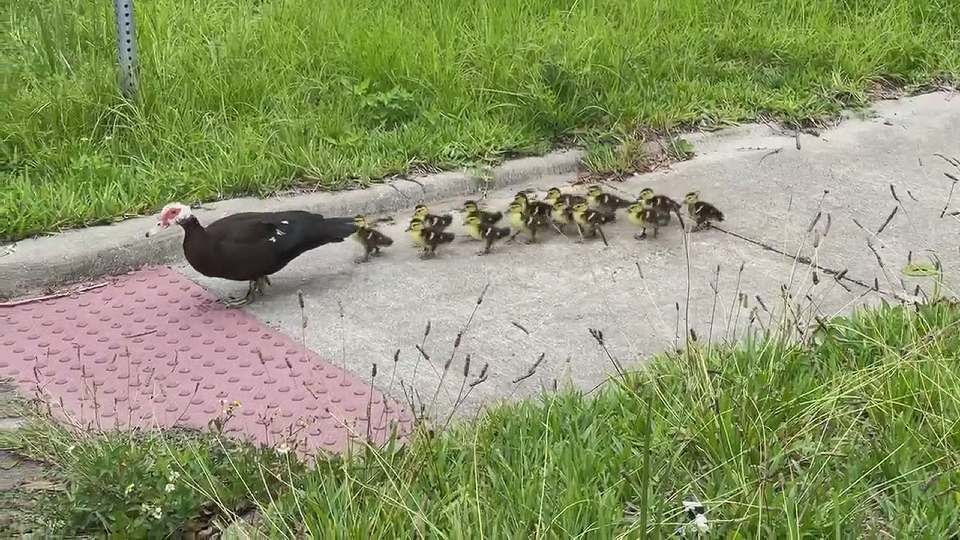 The momma duck and 14 ducklings went for a walk through Riverside Wednesday morning with some assistance from First Coast News Photojournalist Jerry McGovern!