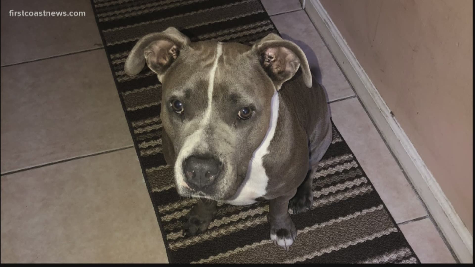Angel was in the custody of the Clay County Animal Services.  According to its own records, the dog was picked up on Sept. 8 for biting another dog.