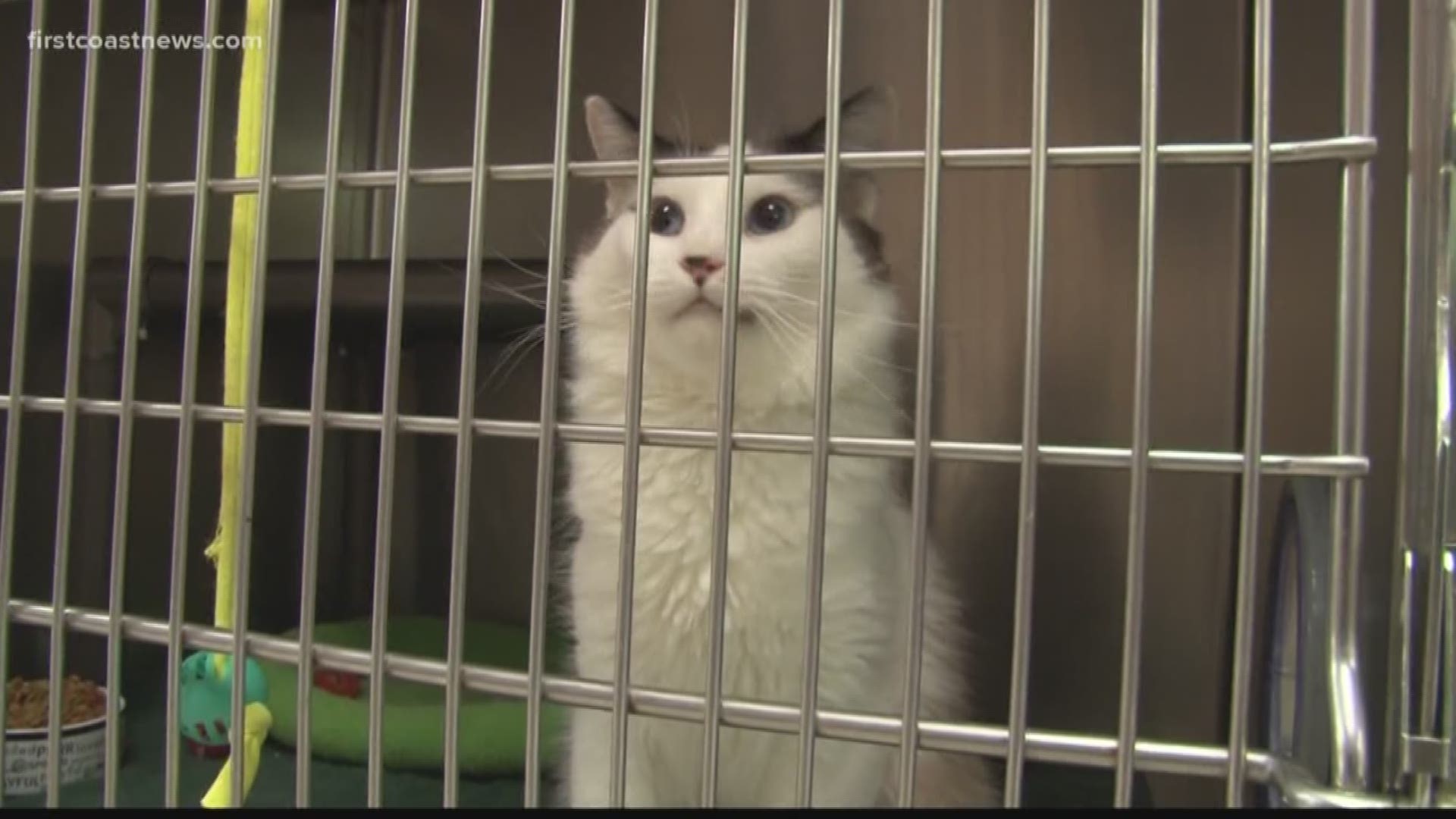 The suspension at the Clay County Animal Services on SR-16 is due to an outbreak of a highly contagious viral disease in cats. It can't infect people or dogs.