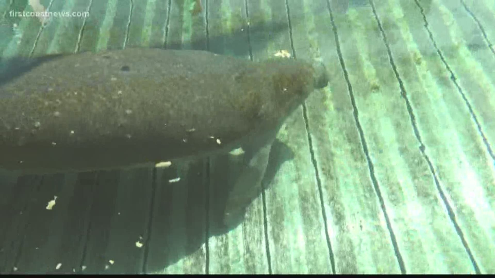 A manatee rescued from the beaches at Naval Station Mayport is recovering nicely at the Jacksonville Zoo and Gardens.