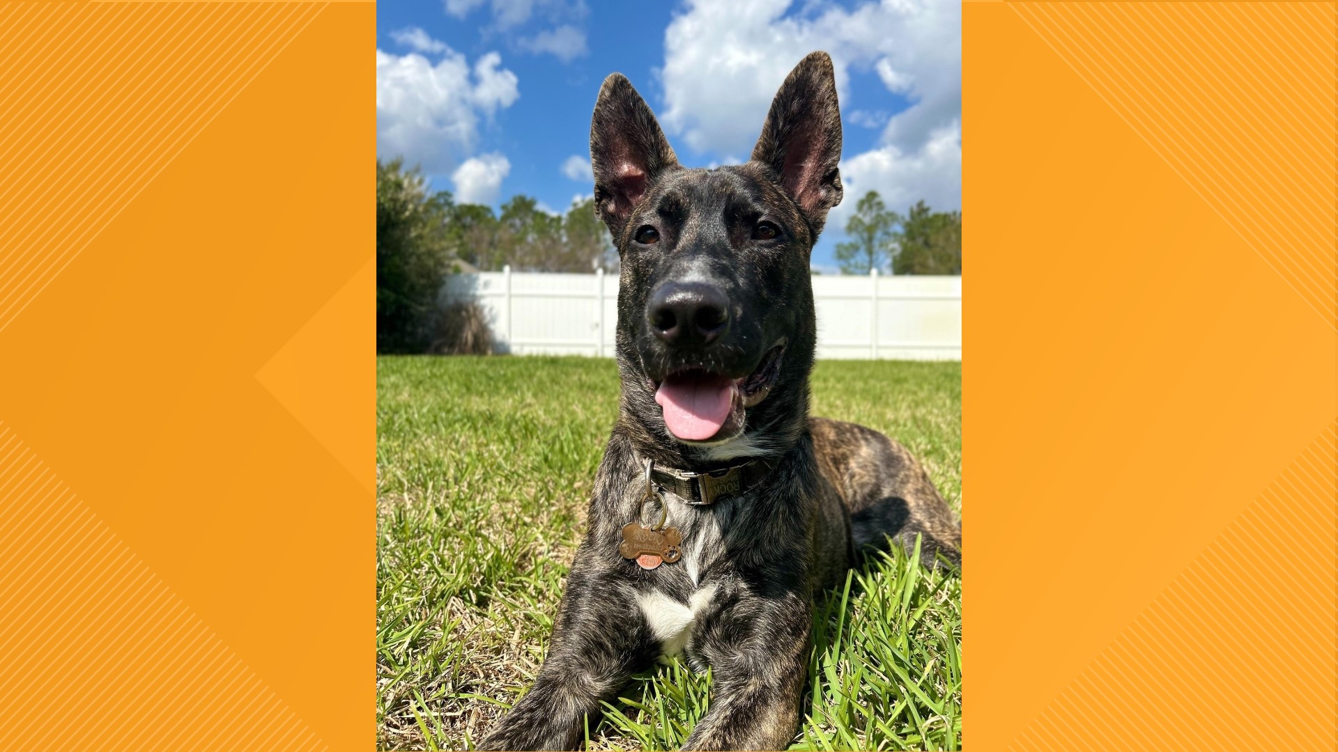 North Florida man arrested and sentenced for shooting dog in head ...