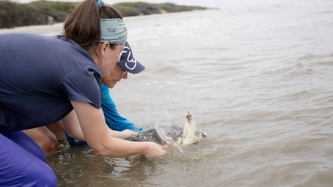 Record-breaking sea turtle release on Jekyll Island, Georgia - Vimarsana News