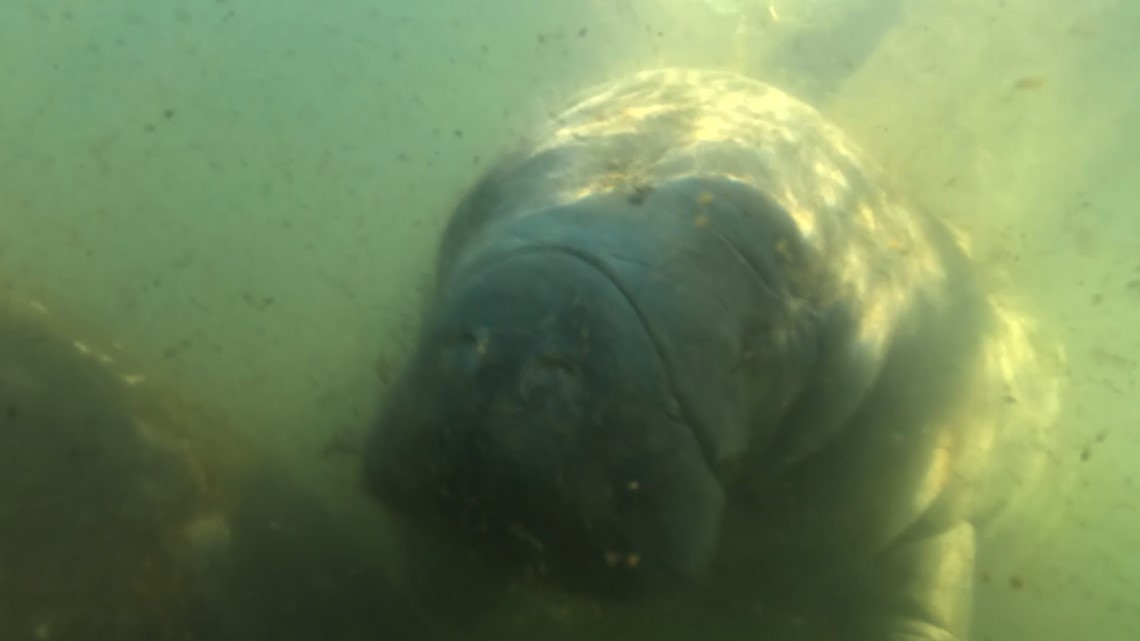 Why are Florida manatees dying at such an alarming rate
