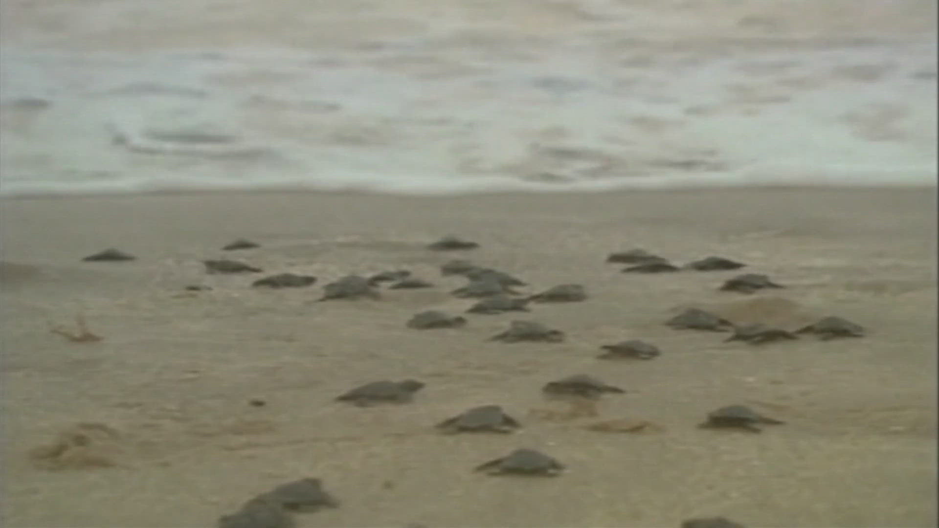 Sea turtle nesting season is from May 1 to Oct. 31 in St. Johns County.
