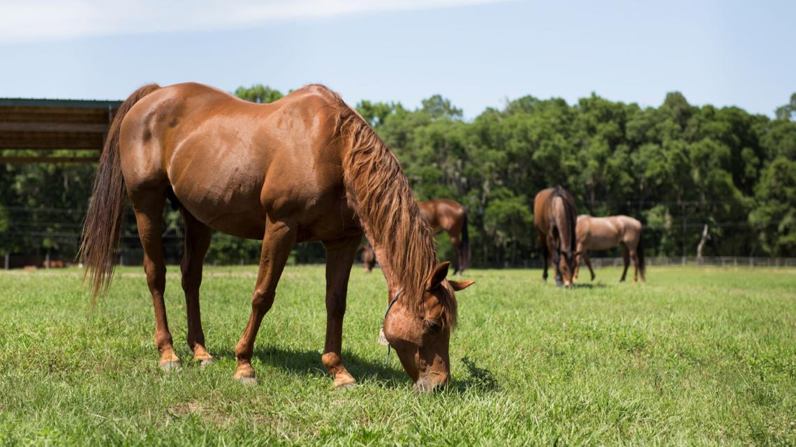 'Useful tool': UF researchers create successful horse embryo with IVF, first in Florida