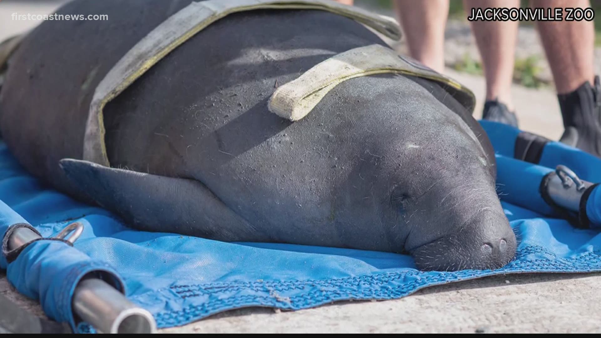 Two and a half times more manatees have reportedly died so far this year than all of last year.