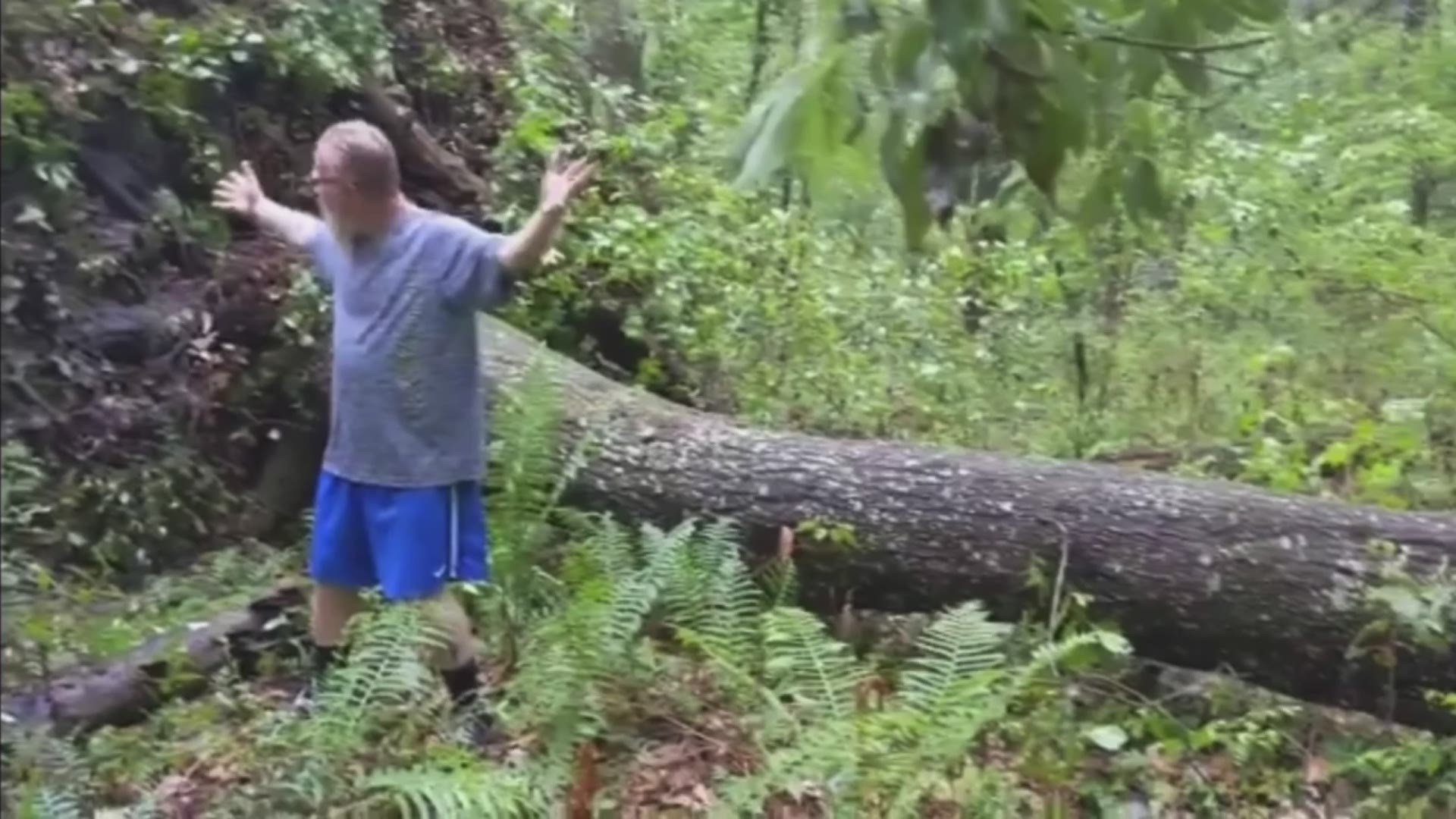 A tree was uprooted after a storm in Middleburg.