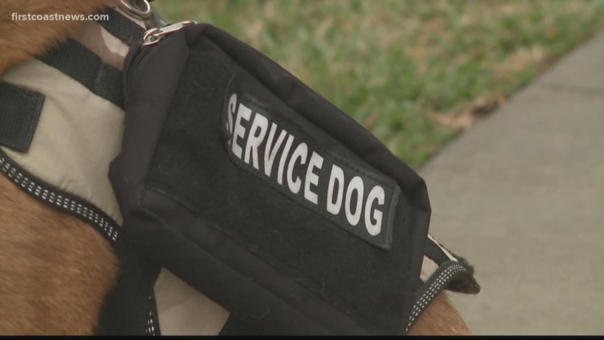 A Jacksonville veteran couldn't afford to keep his service dog, but still needs one as he copes with PTSD.