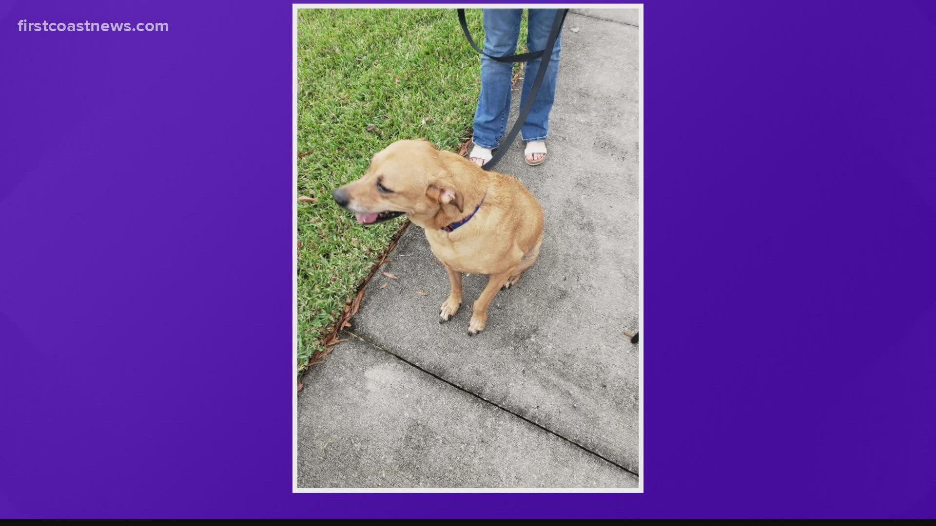 Firefighters used oxygen to revive the dog before taking it to the vet.