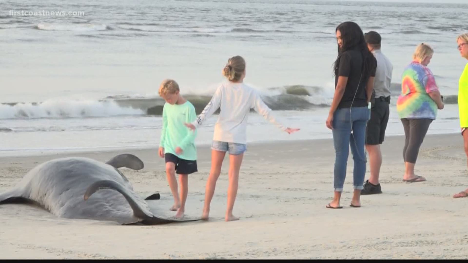 The Georgia Department of Natural Resources (DNR) says that at least three whales have died after at least 47 pilot whales beached themselves at St. Simons Island Tuesday evening.