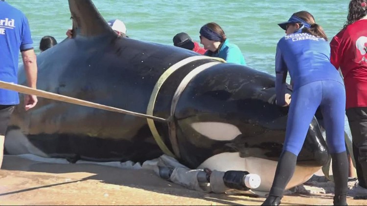 Expert: Orca found in Flagler County is first ever recorded stranding in Southeast United States