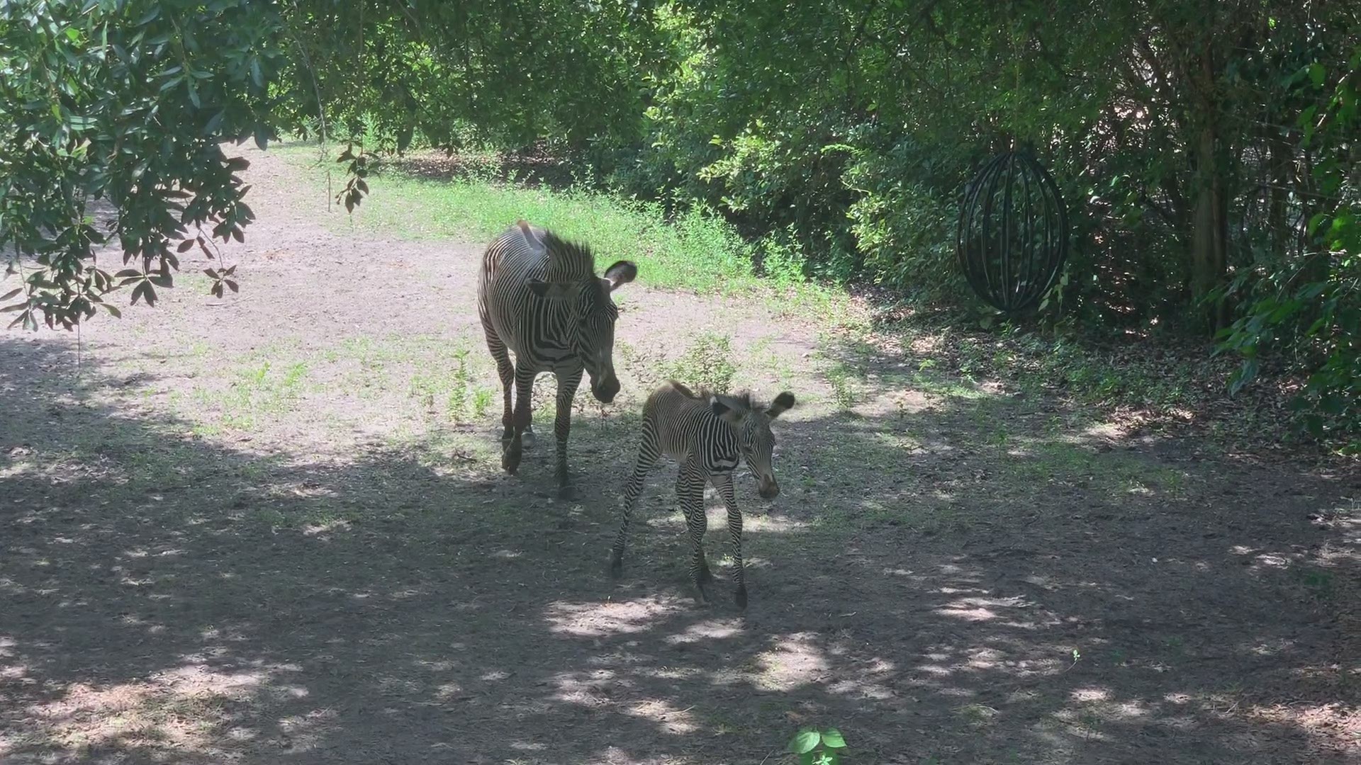 The Jacksonville Zoo and Gardens (JZG) is excited to announce the birth of a healthy Grevy’s zebra born early Sunday morning.