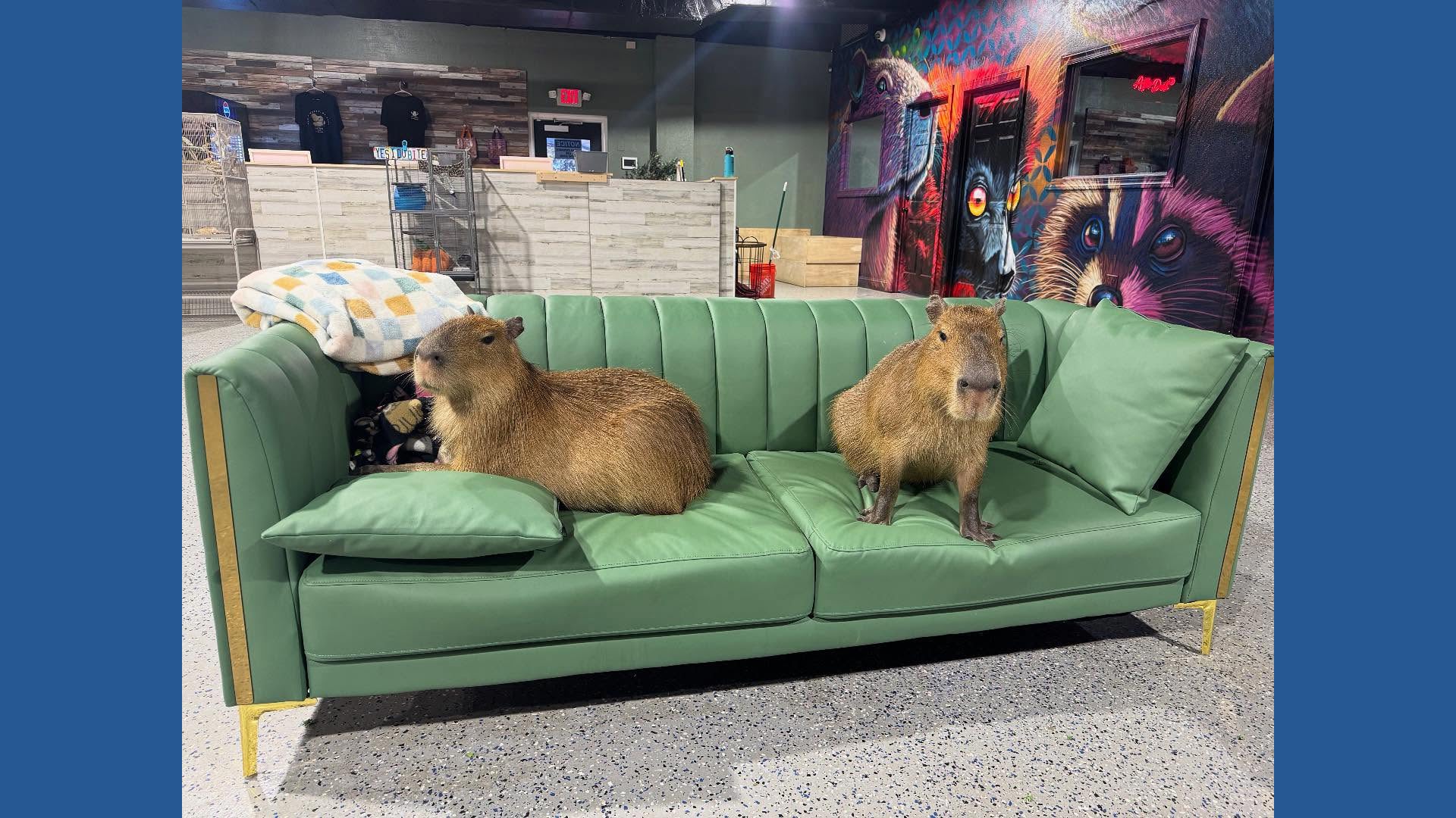 St. Augustine Capybara Cafe brings together entertainment and ...