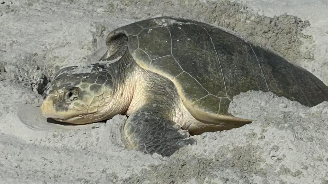 Kemp's ridley sea turtle nest spotted on St. Augustine Beach ...