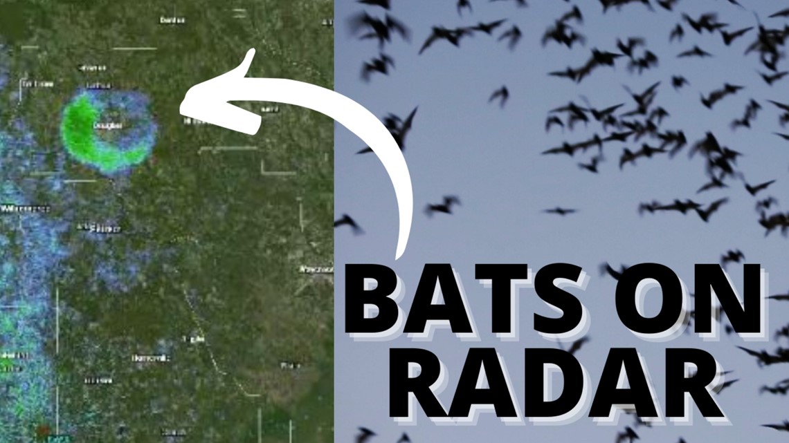 Colony of bats spotted on radar