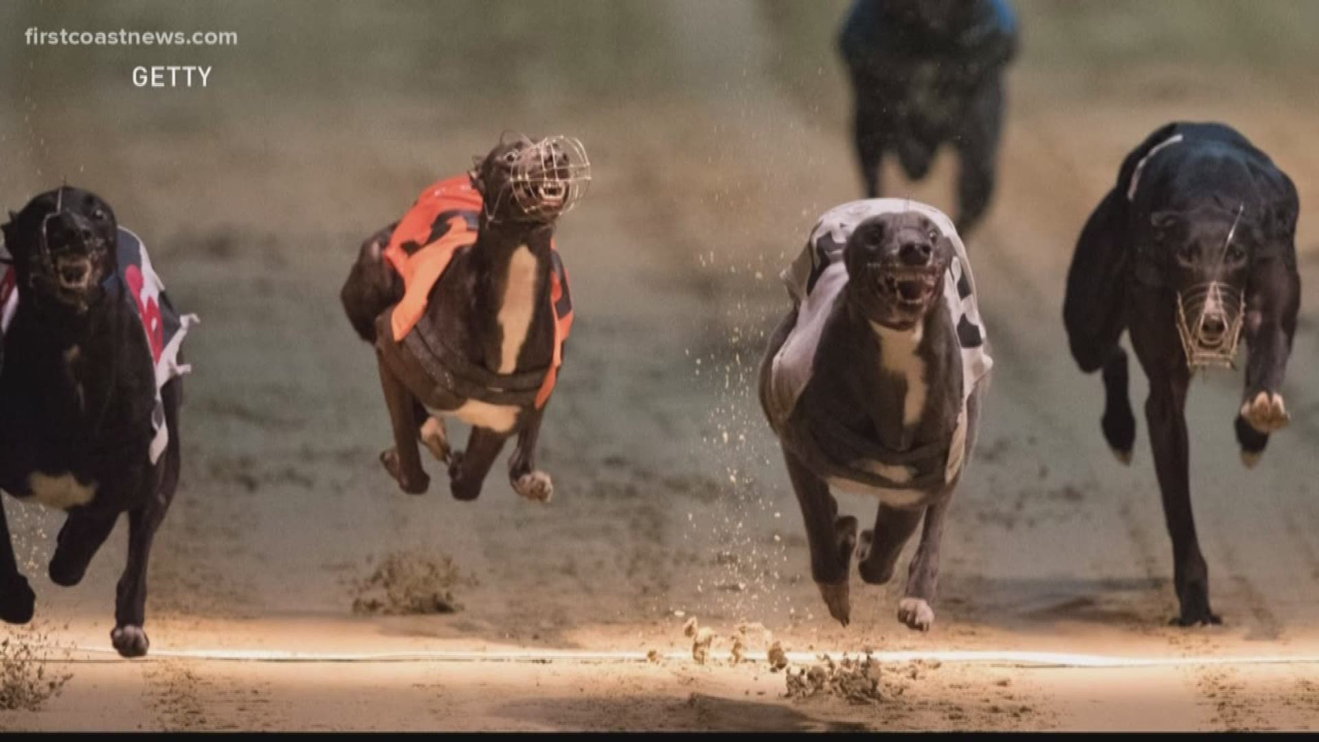 A Florida state senator says it's time to end greyhound racing for good across the state.