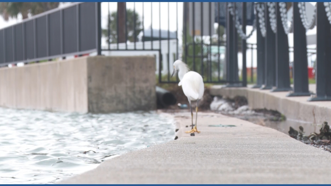 St. Augustine streets flood amid king tide and rain
