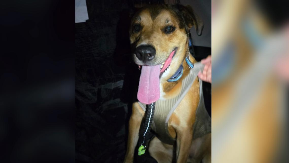 'Overwhelmed with emotions' Navy veteran speaks after being reunited with missing service dog