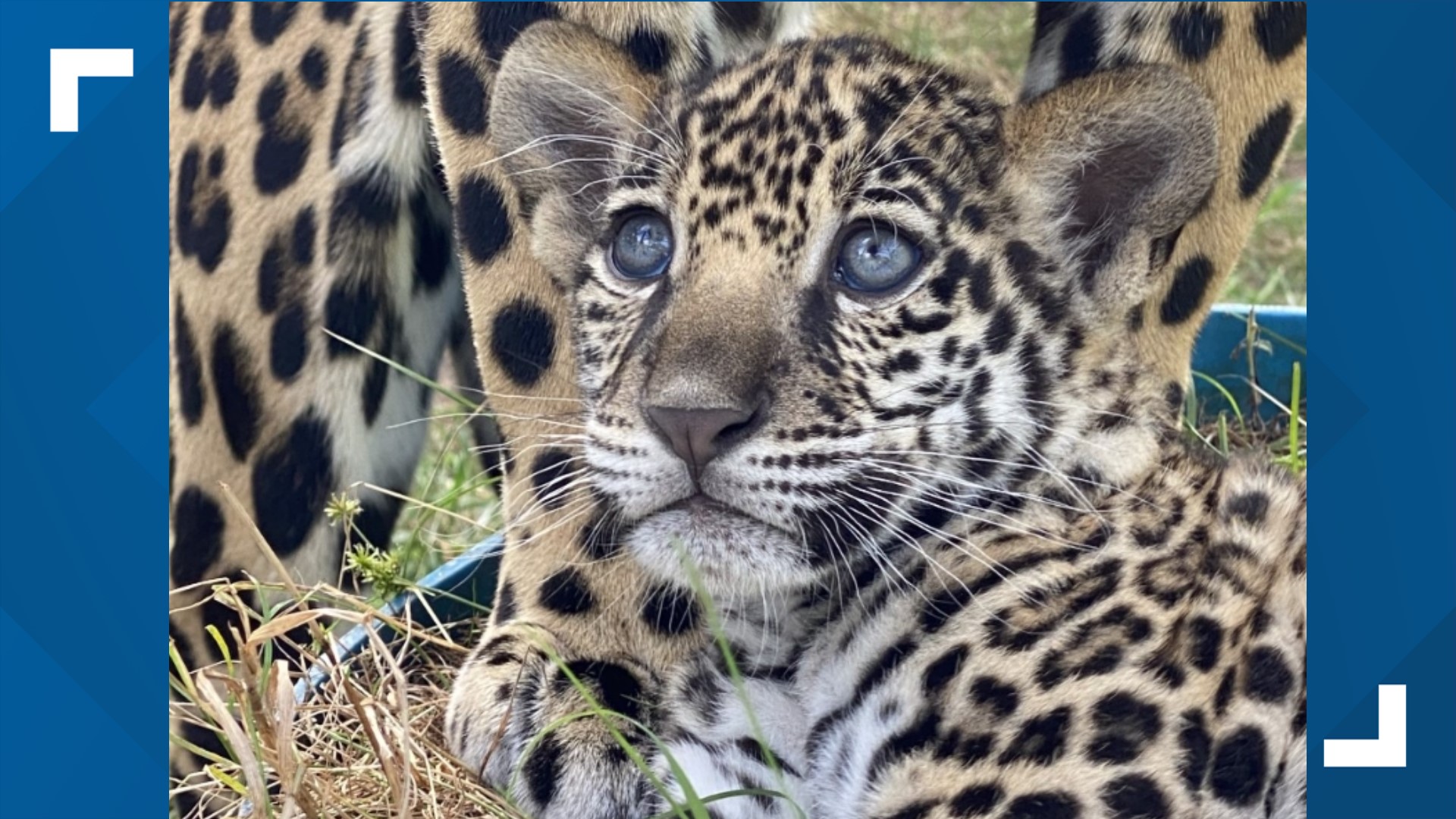 Jacksonville Zoo Welcomes Baby Jaguar Cub Firstcoastnews
