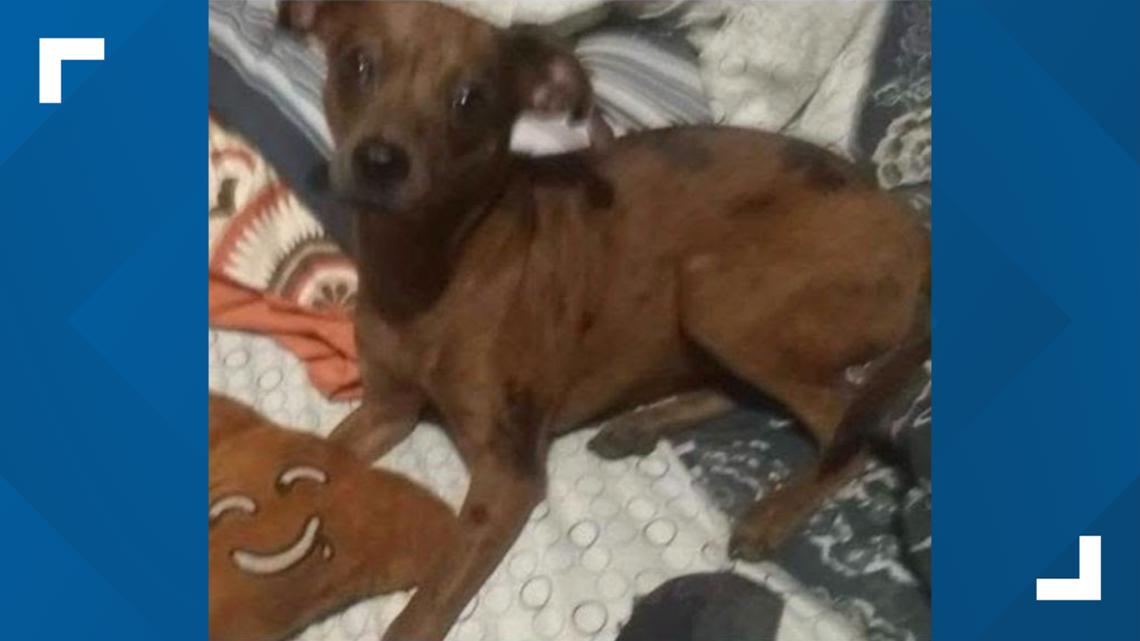 Clay County Man Gets 5 Years for Abusing, Killing Girlfriend’s Dog