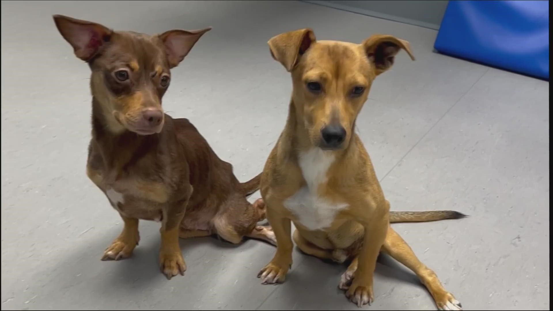 FUR, Florida Urgent Rescue, founder Mike Merrill says animal abuse numbers have jumped since the pandemic. But there's help for Spartacus and his buddy, Byrdie.