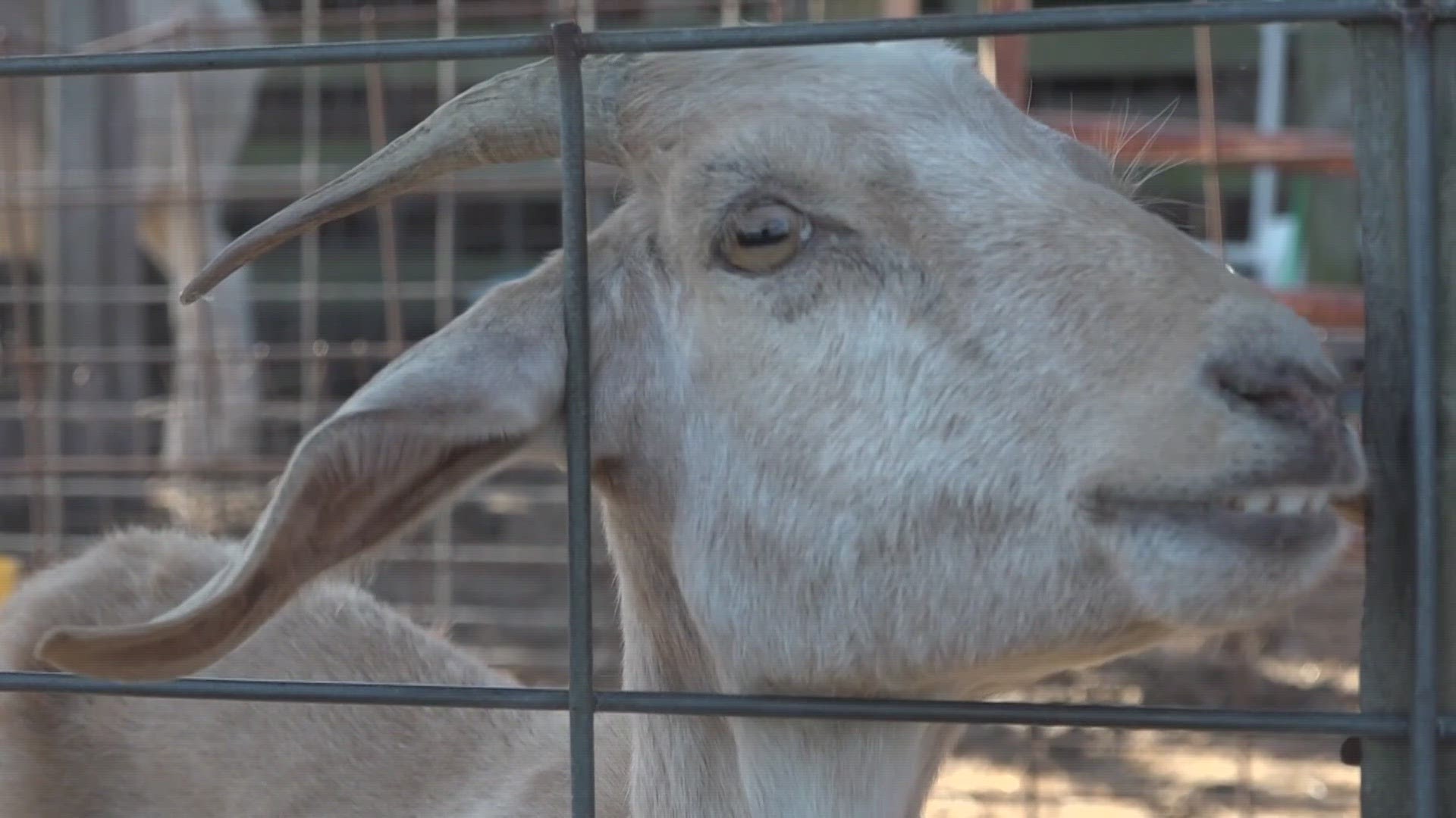 During a reunion for the USS Davis in Jacksonville, a Navy veteran recounted a story of needing to store goats from a foreign country on the deck of a ship.