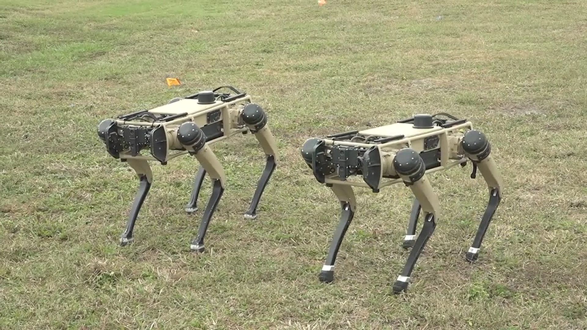 Though they look nothing like Lassie, these robot dogs can be life-saving.