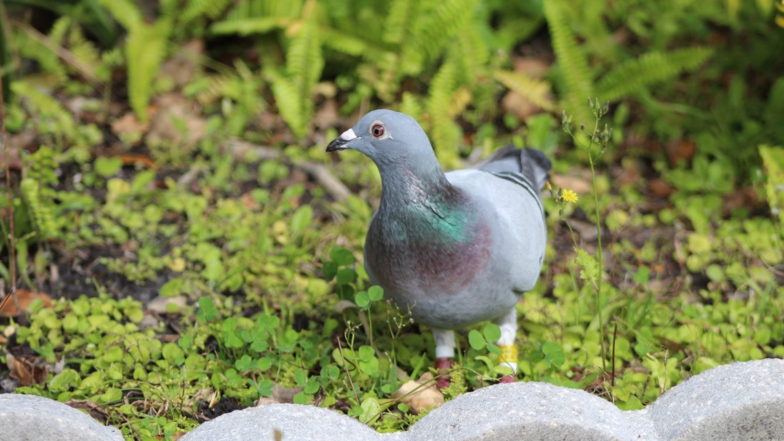 racing pigeon