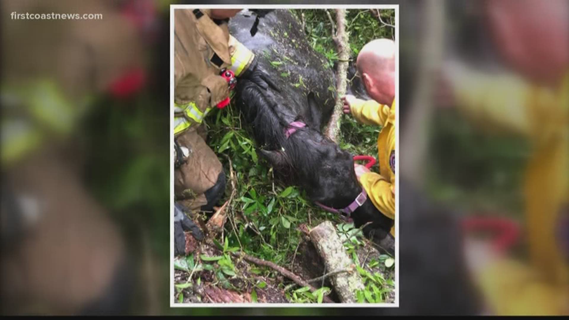 Firefighters said the 14-year-old Friesian horse named Sietska, was pinned under an oak tree after the tree came down in Alachua County.