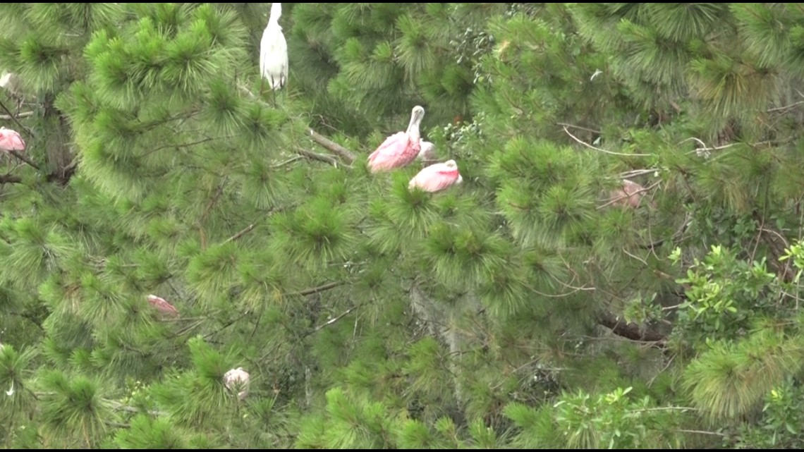 Grassroots effort close to saving St. Augustine acreage - Vimarsana News